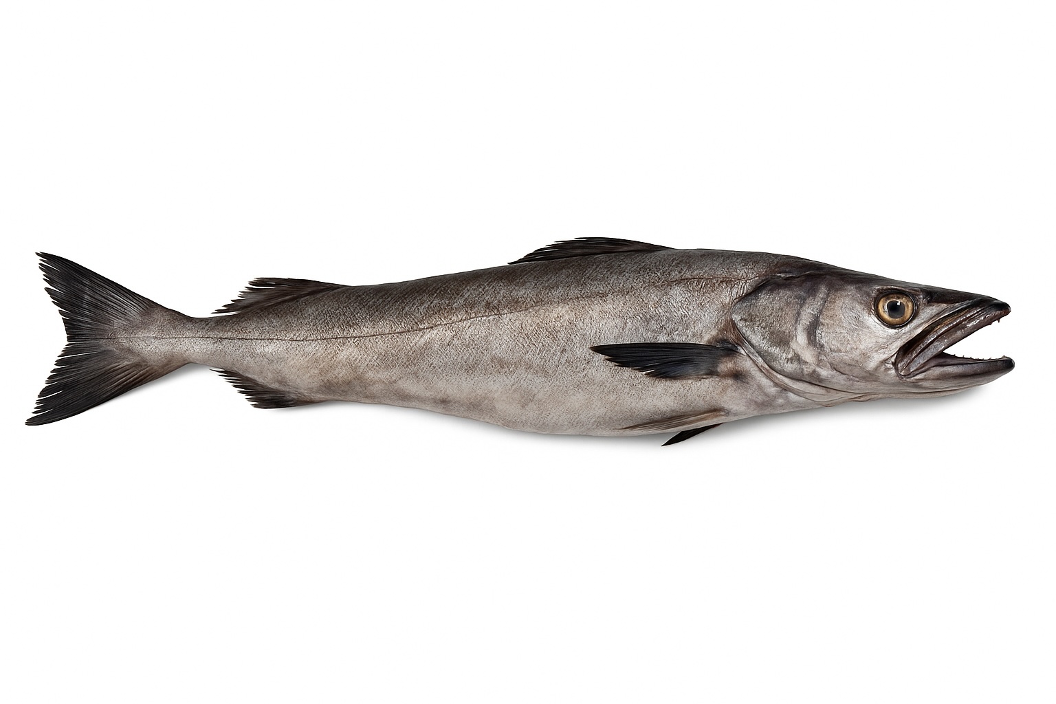 Merluza Entera